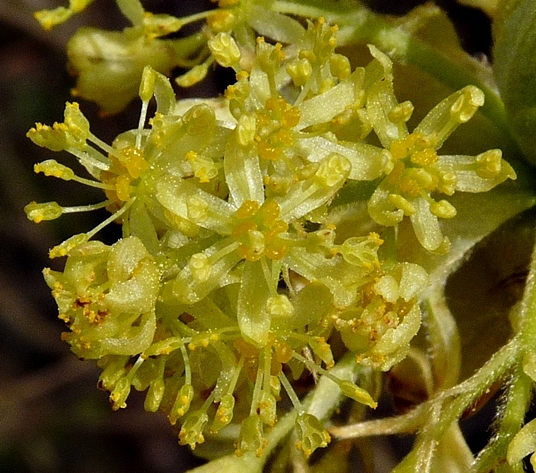 {Sassafras albidum}